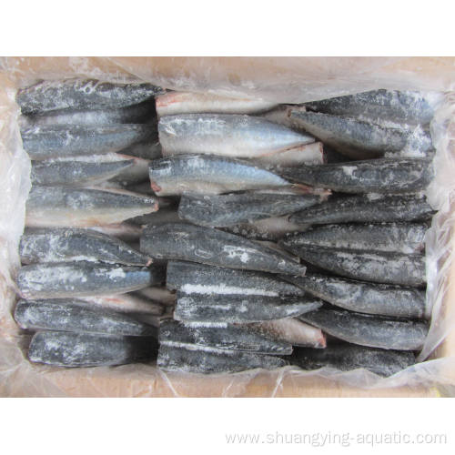 High Quality Frozen Cleaned Hgt Pacific Mackerel